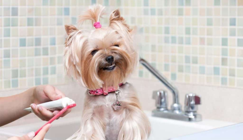 宠物越养越精细，天猫国际“宠物美妆”半年增长100%