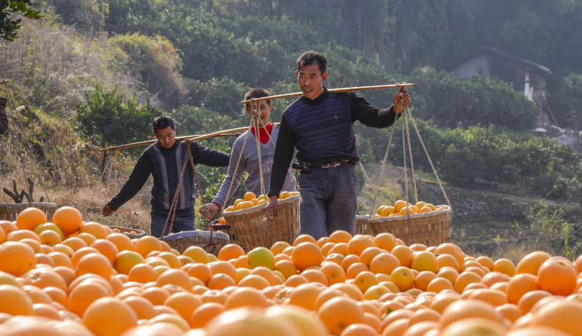 阿里巴巴发起“家乡的宝藏”电商扶贫计划，年货节助农销售超133吨橙子