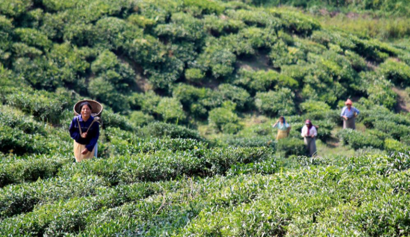 200万升乌拉圭牛奶、100座斯里兰卡茶园……天猫国际“国家爆款”计划再承包五国产业带