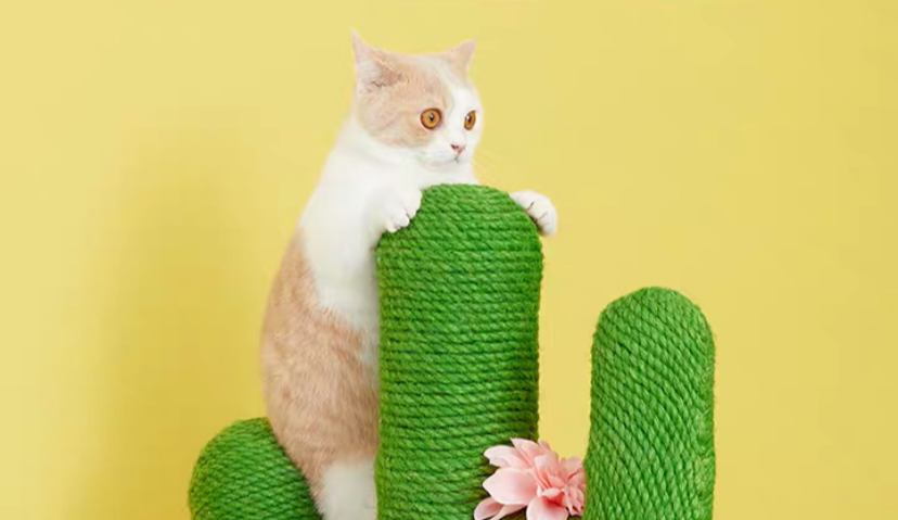 宠物生活方式品牌“未卡VETRESKA”宣布完成2000万美元两轮融资