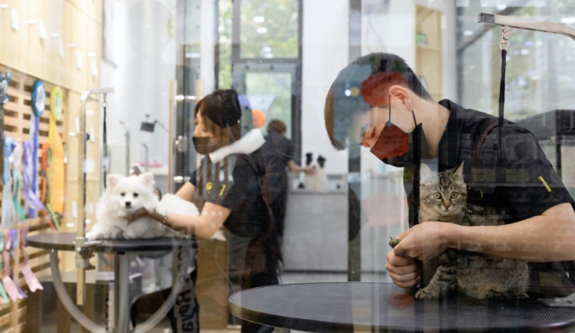 「宠知道」完成千万级战略融资，“它”经济持续火热