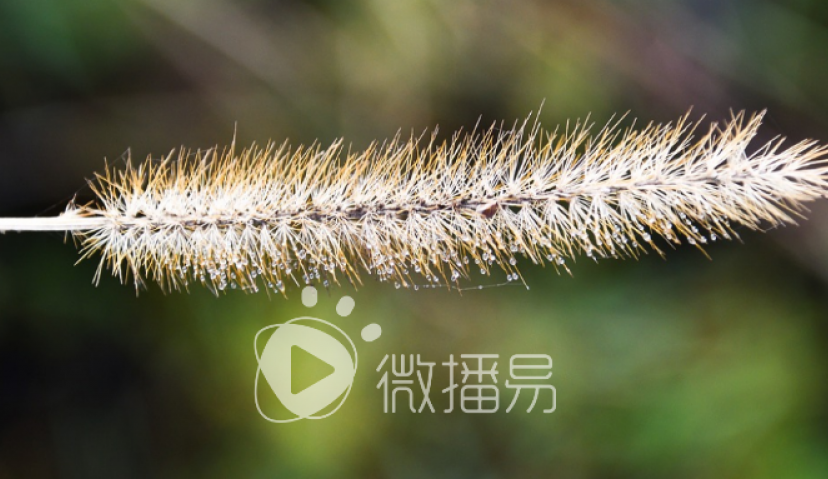 扒了3000+案例，我们分享给你15个最具代表性的种草玩法