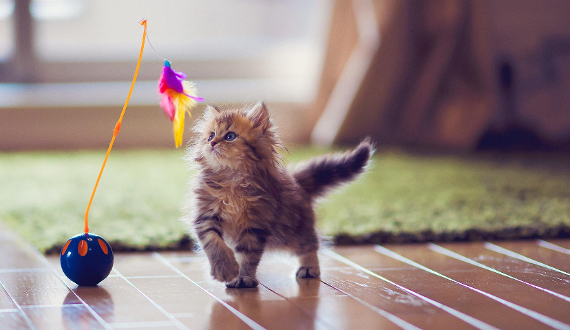 2000亿宠物市场的困局丨新消费Daily看赛道⑨