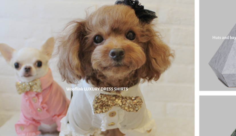 宠物品牌玩转北美社群营销：上线首日破5000美金，新用户激增427%！