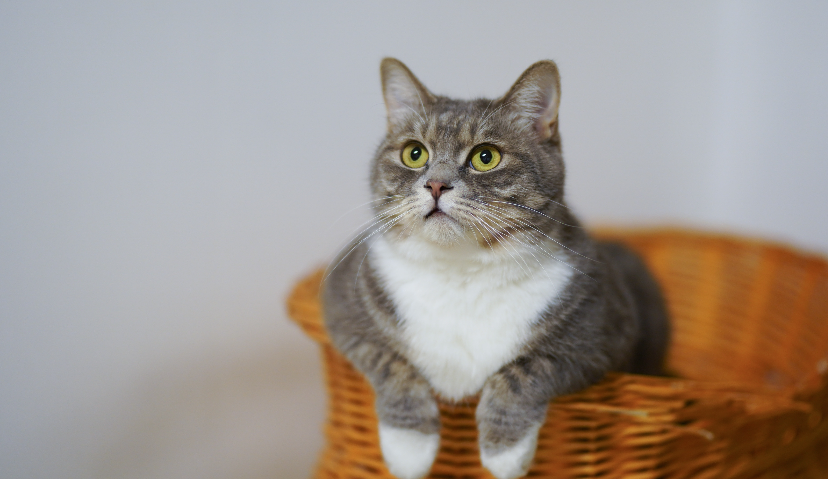 宠物营养市场，正在诞生多个“卫仕”