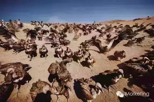 非洲草原上“秃鹫的盛宴”：移动互联网时代的热点营销